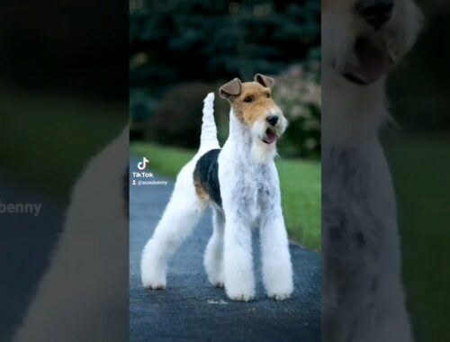 Fox Terrier: o cãozinho corajoso e cheio de personalidade.🐕❤️ #cachorro #animais #shorts