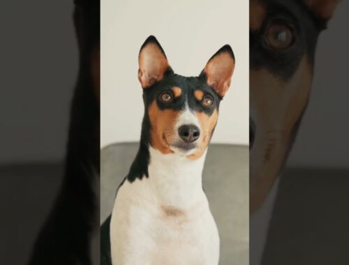 Are Basenji Dogs Expensive?