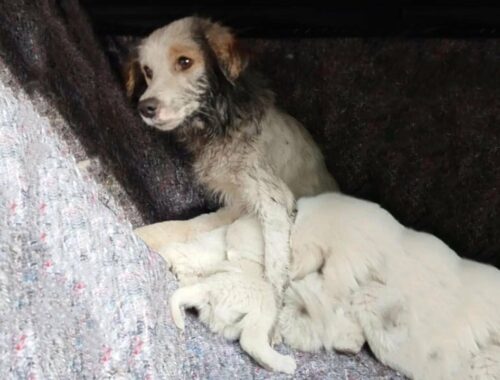 Dog Mom And Her 8 Puppies Were Left To Fend For Themselves In The Cold And Dark Woods...