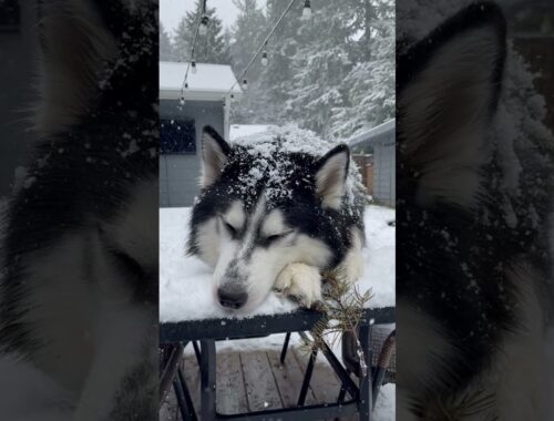 A Snow Loving Husky || ViralHog