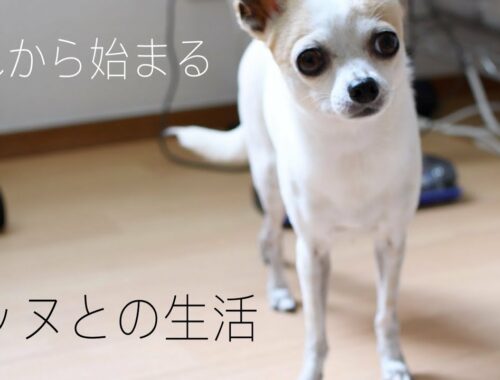 【犬】スムースチワワのおんちゃん