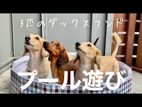 プール遊びするダックスフンドが可愛すぎた♡【3匹のダックスフンド】3 dachshunds playing in the pool are so cute.