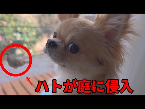 【関西弁で話す犬】庭に入ってきたハトと交渉する犬