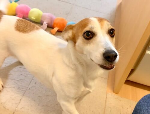 犬のおもちゃ箱の整理をしていたら、犬なりに手伝ってくれました　Mira Jack Russell Terrier