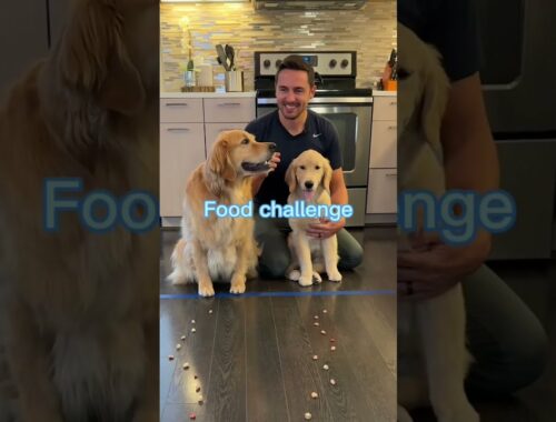 Puppy vs Adult Dog Food Challenge #shorts30