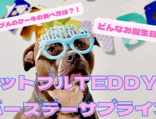アメリカン•ピット•ブル・テリア  TEDDY 【ピットブル1歳の誕生日をドッグカフェで祝う】
