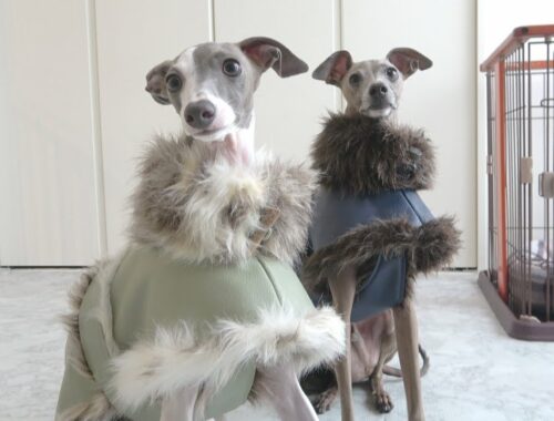 飼い主より立派なコートを着こなしてしまう愛犬たちが可愛すぎたwww【イタグレ】