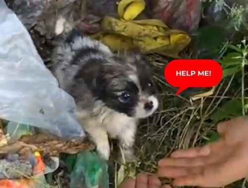 They left 3 new born puppies near the garbage frozen, hungry and almost like a stone seemed