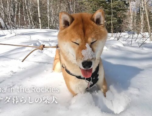 大好きなカナダの森で１歳の誕生日を迎えた柴犬ソラ【4K】