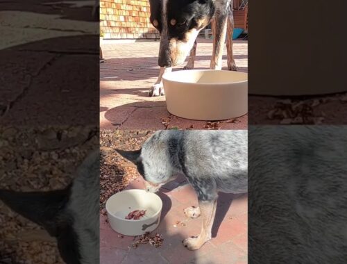 For the love of bacon. Zion the Australian Cattle Dog does his best to emulate the amazing Skidboot.