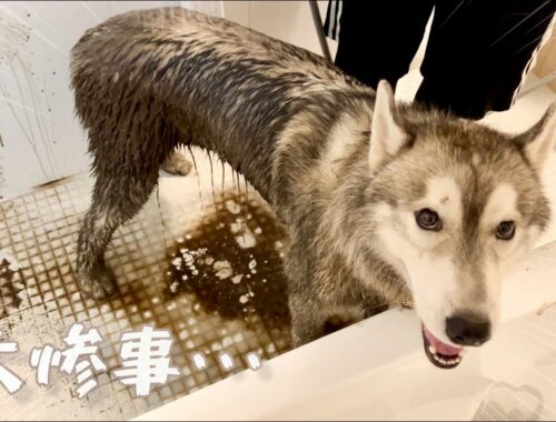 【大惨事】泥水をたっぷり吸収したハスキー犬を洗ったら風呂場が地獄絵図www