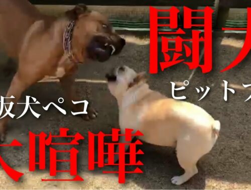 【映像あり】ペコが闘犬ピットブルと喧嘩になり、他の子も混ざり大乱闘になりました