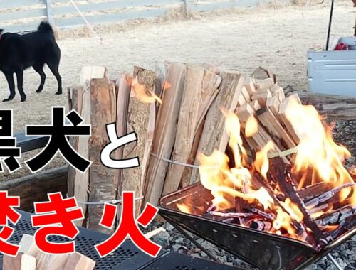 【スキッパーキ クー】焚き火を囲う黒犬さん