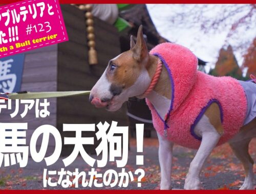 ［ブルテリア］Miniature Bull Terrier  ブルテリアと鞍馬天狗に会いに行きました Bull Terrier went to see Kurama Tengu.