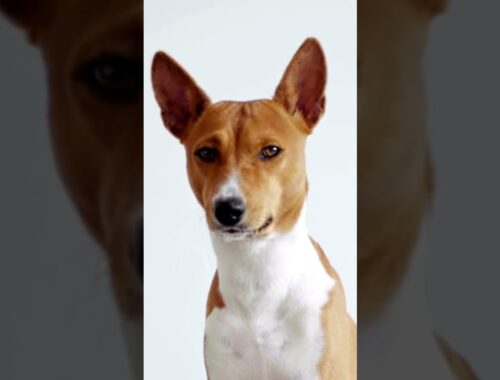 Why Are Basenji Dogs Unique?
