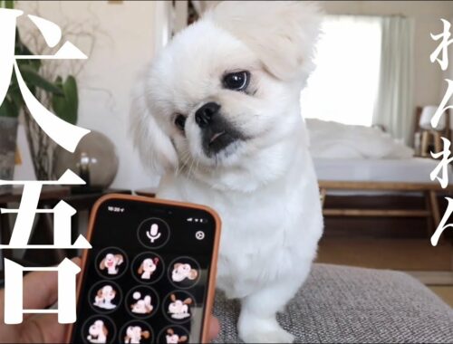 ハイテク犬語アプリに圧倒される子犬ペキニーズ【ムーチョ】