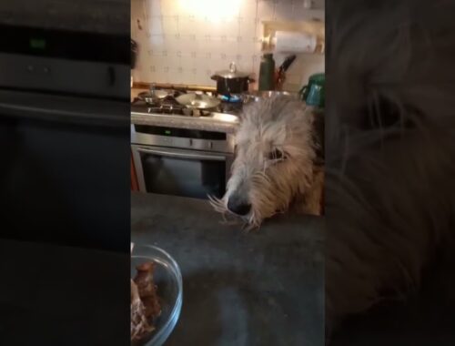 Hungry Irish Wolfhound