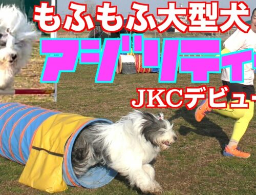 【デビュー戦】JKCアジリティーデビュー戦💨もふもふ大型犬はどこまでやれるのか⁉️