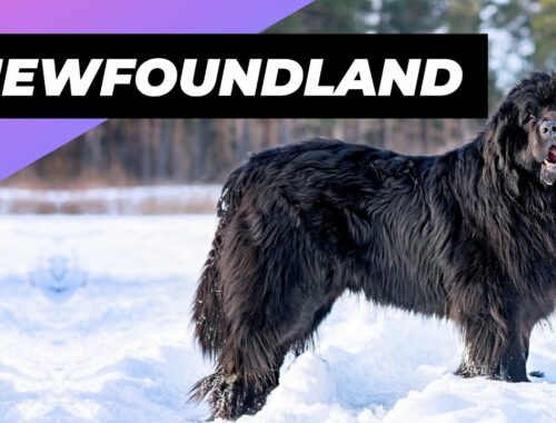 Newfoundland 🐶 One Of The Biggest Dog Breeds In The World #shorts