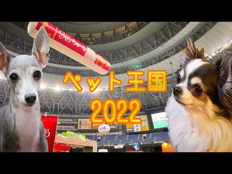 『ペット王国2022』に行ってみたチワワとイタリアングレーハウンド（イタグレ）【京セラドーム大阪】【ゴールデンウイークのお出かけ】