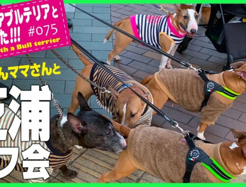 ［ブルテリア］Miniature Bull Terrier  ほっくんママがやってきた！芝浦プチオフ会　Hokuto's mom is here! Shibaura  Petit meet-up