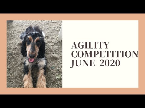 【Dog Vlog】E.コッカースパニエルのベニ　初めてのアジリティ1度クリーンラン / English Cocker Spaniel,agility competition