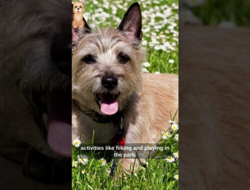 The Cairn Terrier:The Perfect Family Pet?#shorts