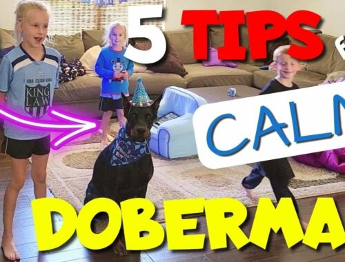 How to Raise a Calm Doberman—5 Tips That WORK