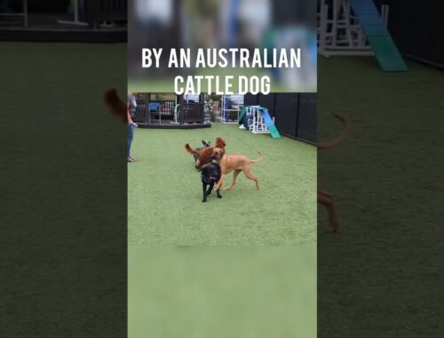 Australian Cattle Dog HERDING Ozzie