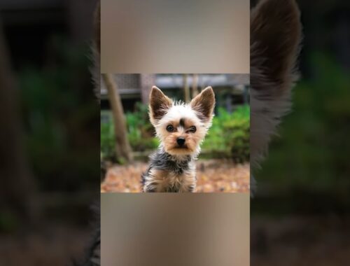 Yorkshire Terrier: Big Personality in a Tiny Package