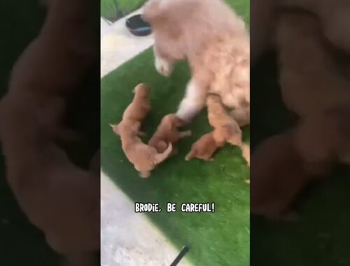 Giant dog plays with his little puppy siblings! #goldendoodle #puppies #puppylove