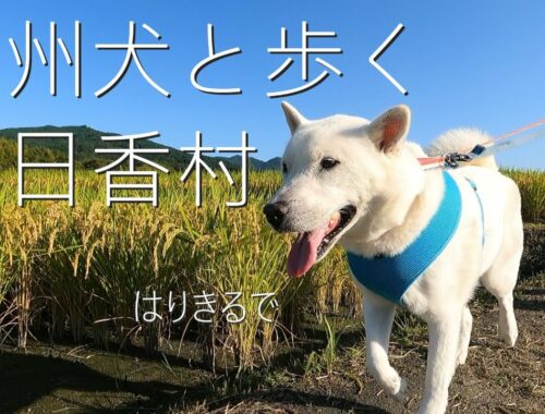 【第10回】紀州犬と歩く明日香村。
