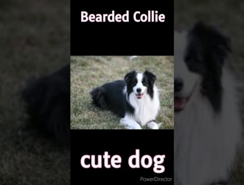 cute👀👉Bearded Collie dog