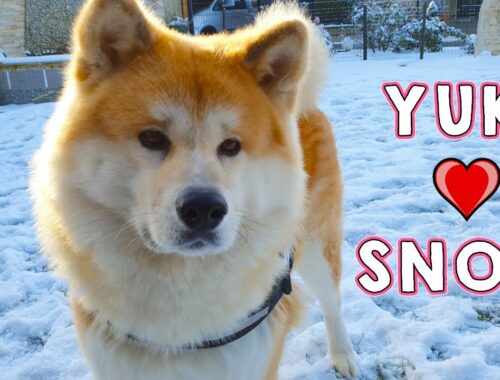 AKITA INU - Playing In The Snow | Day Off With Yuki | 秋田犬