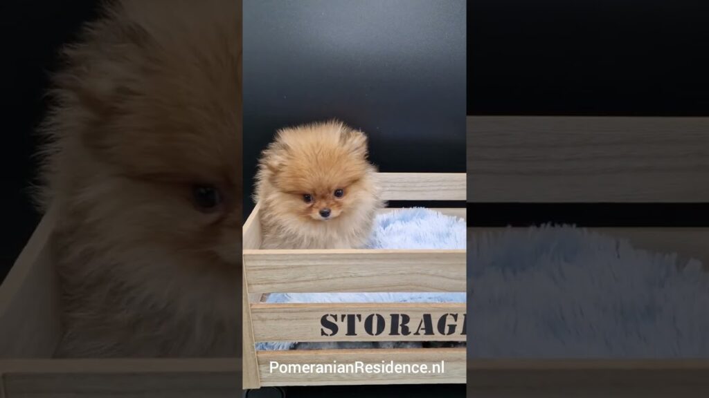 Teacup Bearface Orange Reutje "Mylo" Pomeranian Residence Leeftijd 10 Weken