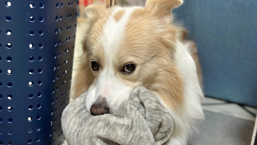 遊びに行くと思ったのに風呂だったことにショックを受ける犬…【ボーダーコリー】