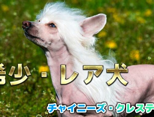 【希少種】日本ではレア犬ちゃん！独特な見た目の小型ヘアレス犬、チャイニーズ・クレステッド【子犬】