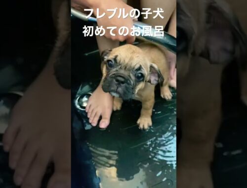 フレブルの子犬が初めてのお風呂に挑戦！#フレンチブルドッグ #赤ちゃん #可愛い