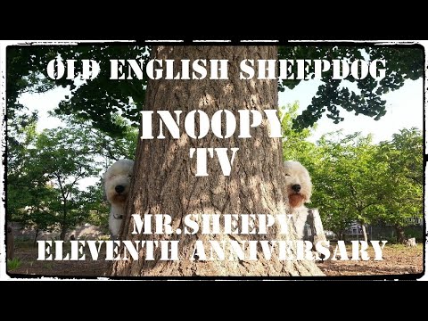 【MR.SHEEPY INDY💕ELEVENTH ANNIVERSARY】OLD ENGLISH SHEEPDOG オールドイングリッシュシープドッグ