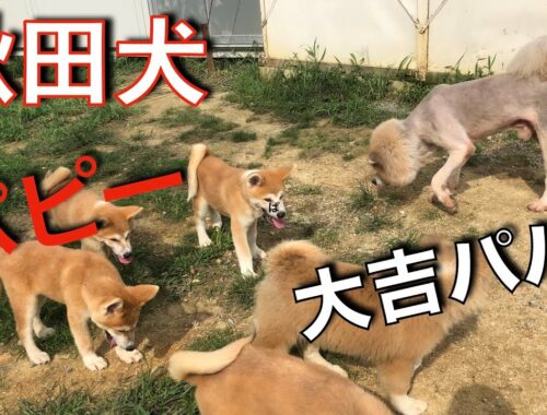秋田犬子犬軍団 大吉近づくと固まる（笑）Animal Rescue Nursing