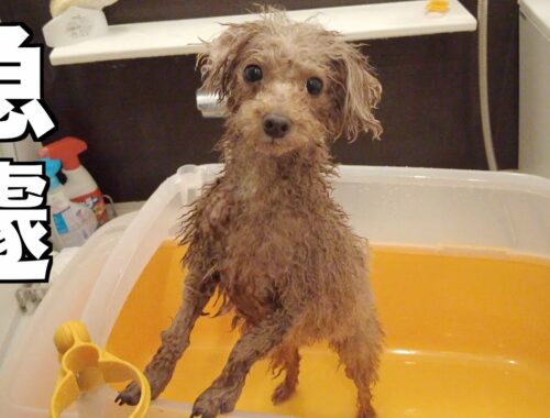 朝起きたらまさかの事態に！兄犬が急遽お風呂に入ることになりました…