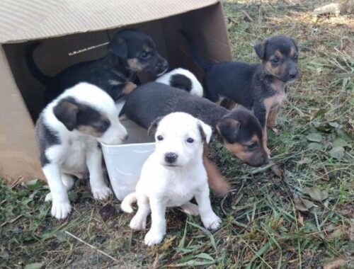 My Uncle Found A Box Of 6 Abandoned Puppies, One Of Them Is Very Weak With Fleas On Her Tiny Body...