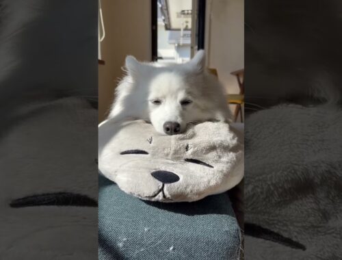 Day in the life of a Japanese Spitz: napping 編#japanesespitz #sleepydog #日本スピッツ