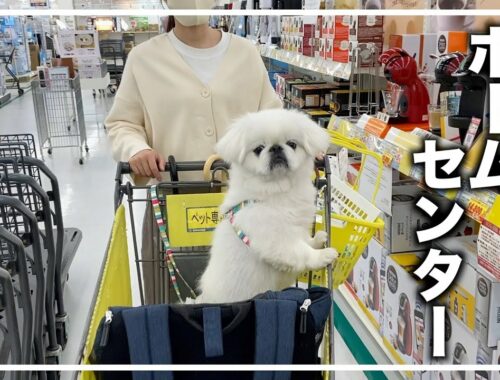 【ペキニーズ】ゆるVlog/初めて犬とホームセンター行ったら楽しかった【シーズー】