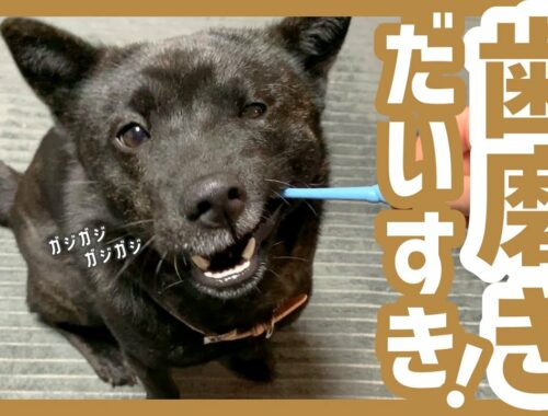 【甲斐犬】大喜びで歯を磨かれる無邪気な犬が可愛すぎる〜！