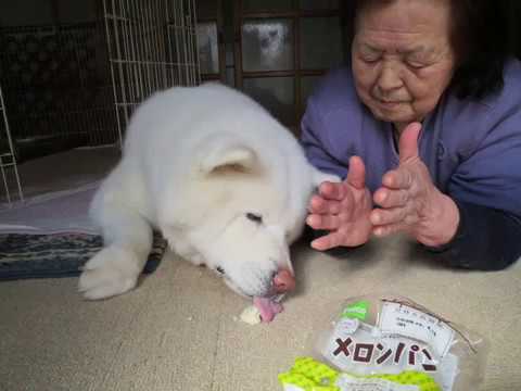 【秋田犬げんき】お婆さんと過ごした楽しかった思い出【akita dog】