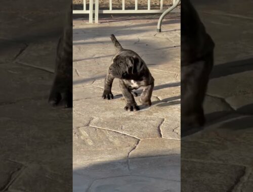 Show Stopping Neapolitan Mastiff Puppy