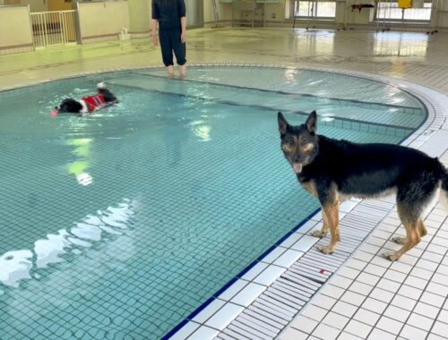 温水プールに来たけど、他犬のおもちゃが欲しくて仕方ない愛犬ｗ【ジャーマンシェパード】