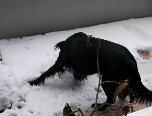 雪を初めて見る犬（フラットコーテッドレトリーバー）