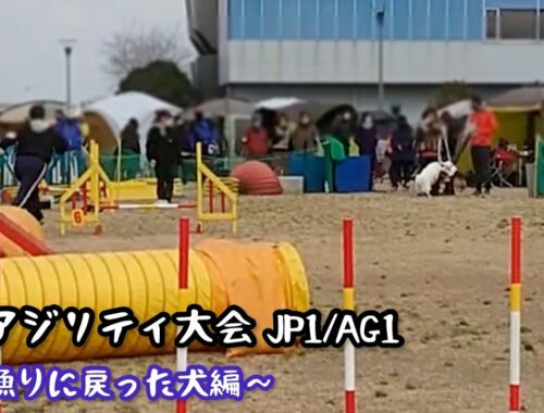 【JKCアジリティ大会】鞄漁りに戻った犬【日本スピッツ☆もち】